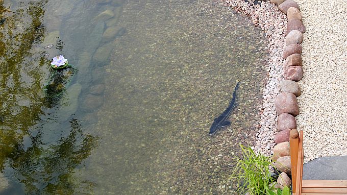Maarberg Resort, Blick auf die Fische