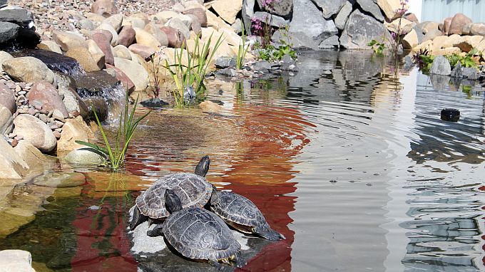 Schildkröten am Zierteich